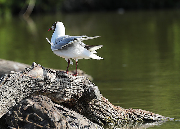 Black-headed gull - Camargue