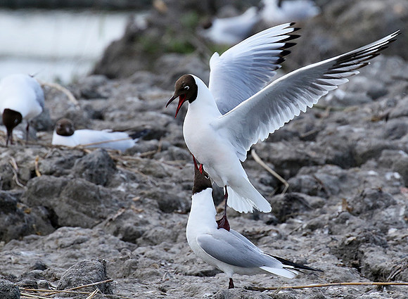 Black-headed gull - Camargue