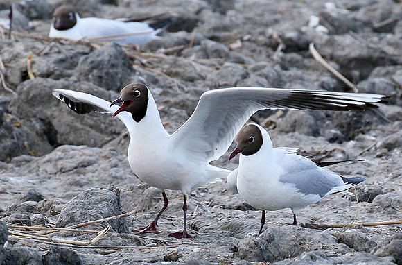 Black-headed gull - Camargue