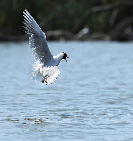 Black-headed gull - Camargue