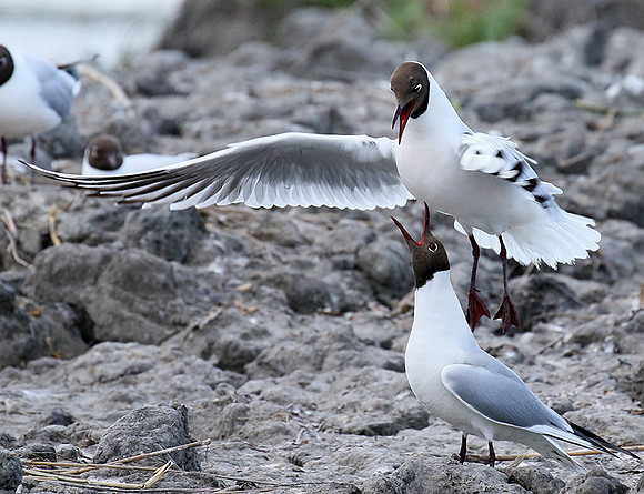 Black-headed gull - Camargue