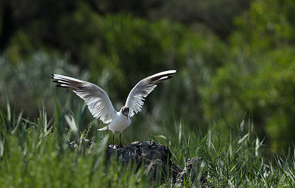Black-headed gull - Camargue