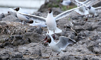 Black-headed gull - Camargue