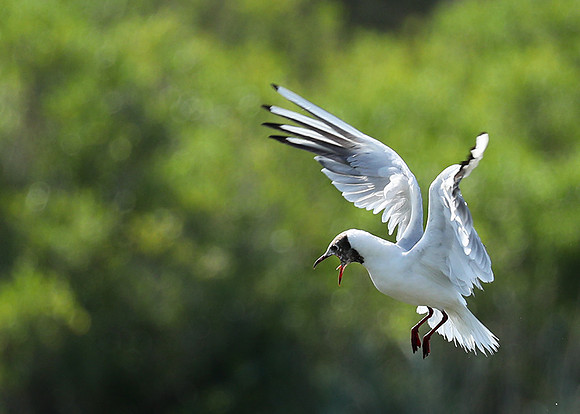 Black-headed gull - Camargue
