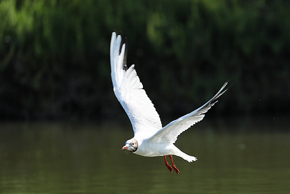 Black-headed gull - Camargue