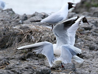 Black-headed gull - Camargue