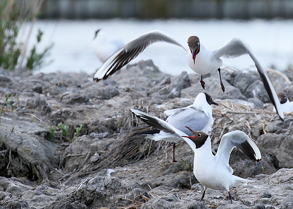 Black-headed gull - Camargue