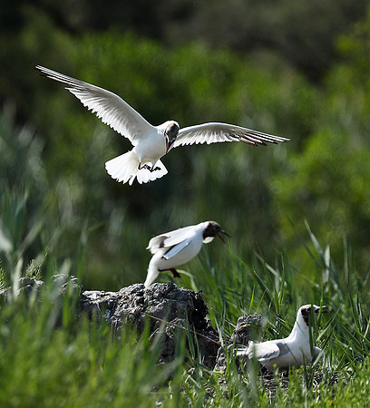 Black-headed gull - Camargue