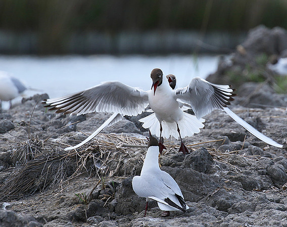 Black-headed gulls