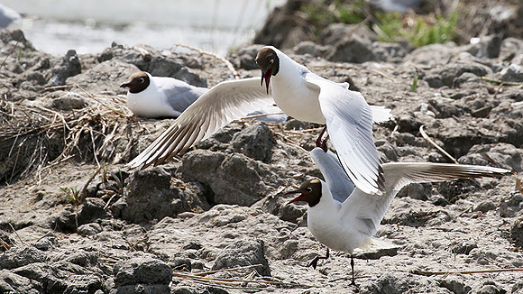 Black-headed gull - Camargue
