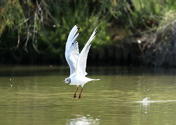 Black-headed gull - Camargue