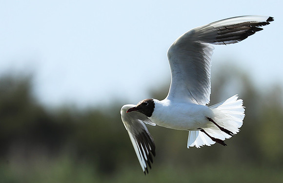 Black-headed gull - Camargue