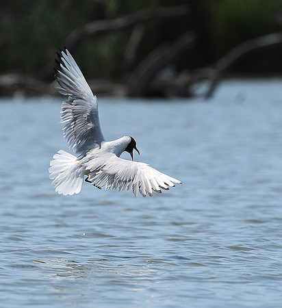 Black-headed gull - Camargue
