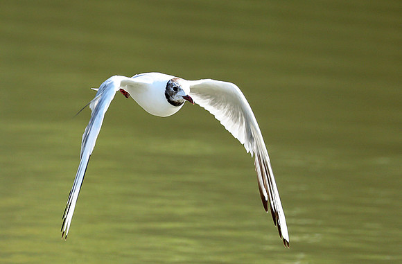 Black-headed gull - Camargue