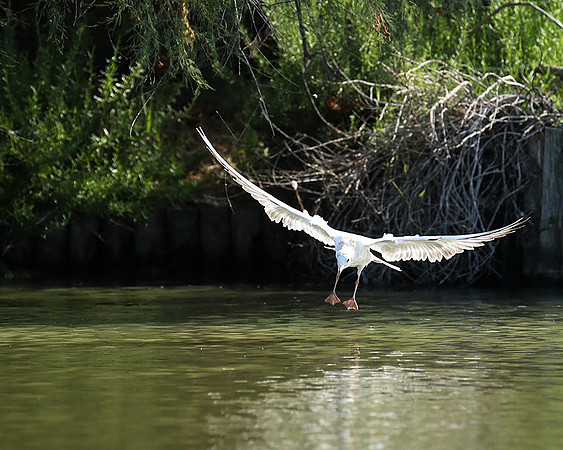 Black-headed gull - Camargue