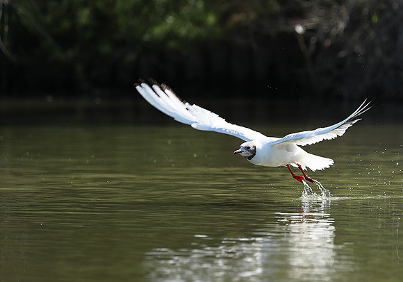 Black-headed gull