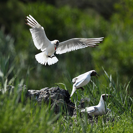 Black-headed gull - Camargue