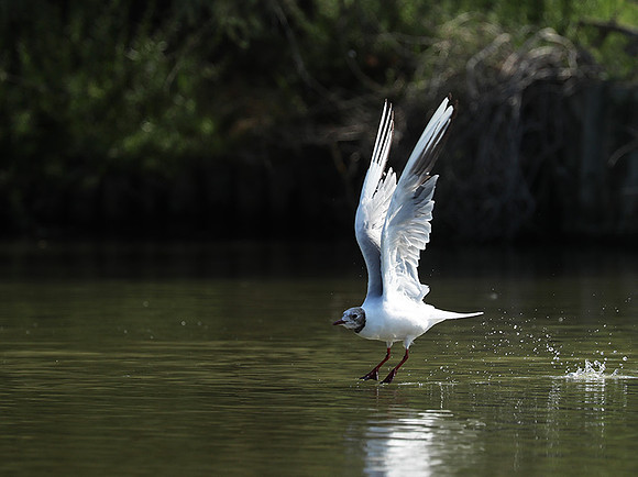 Black-headed gull
