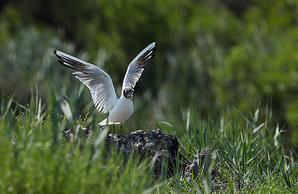 Black-headed gull - Camargue