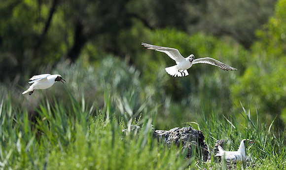 Black-headed gull - Camargue
