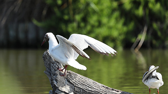 Black-headed gull - Camargue
