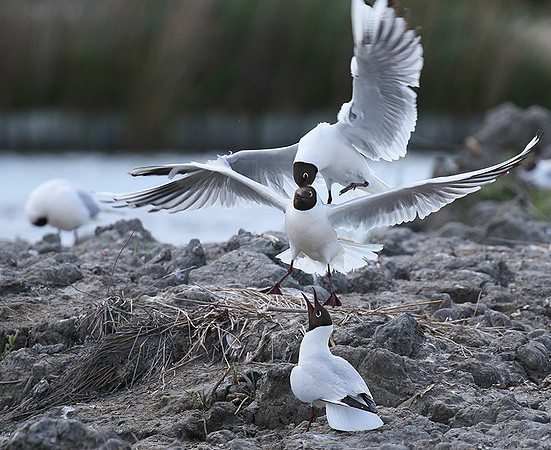 Black-headed gulls