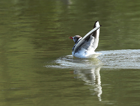 Black-headed gull - Camargue