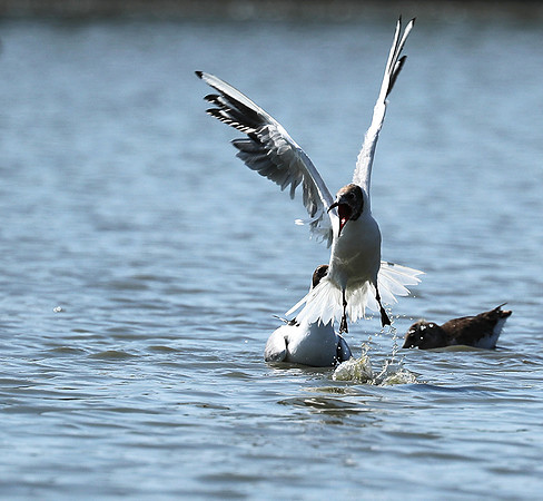 Black-headed gull - Camargue