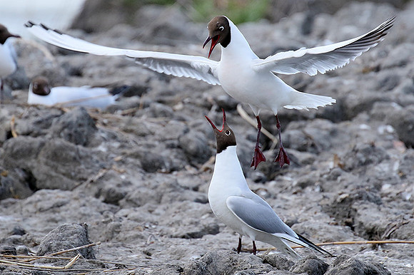 Black-headed gull - Camargue