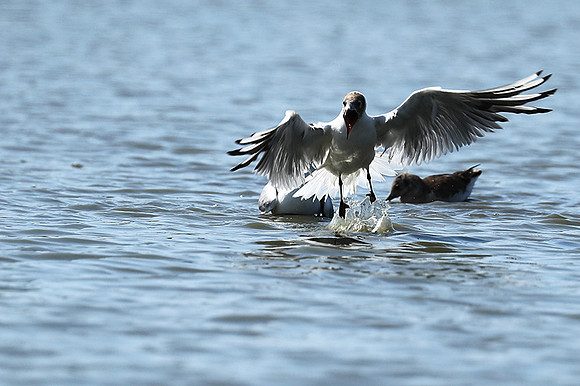 Black-headed gull - Camargue