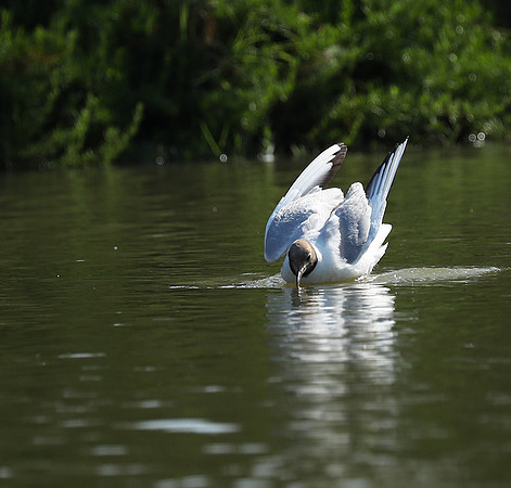 Black-headed gull - Camargue