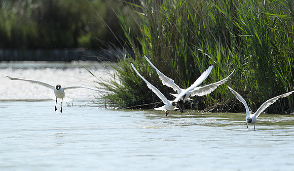 Black-headed gull - Camargue
