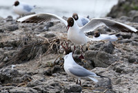 Black-headed gull - Camargue