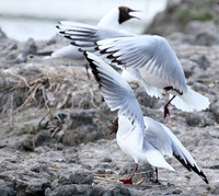 Black-headed gull - Camargue