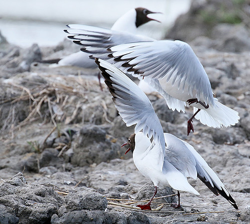 Black-headed gull - Camargue