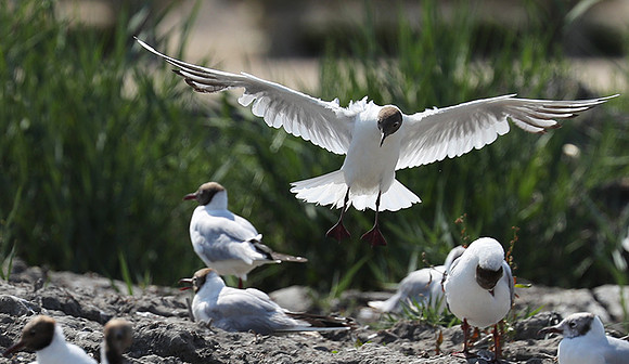 Black-headed gull - Camargue
