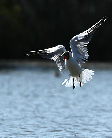 Black-headed gull - Camargue