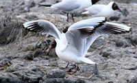 Black-headed gull - Camargue