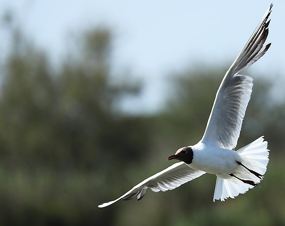 Black-headed gull - Camargue