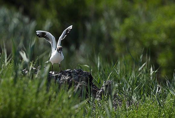 Black-headed gull - Camargue