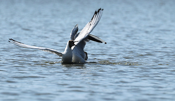 Black-headed gull - Camargue