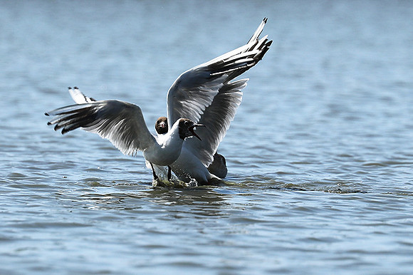Black-headed gull - Camargue