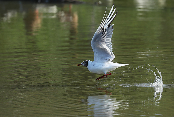Black-headed gull
