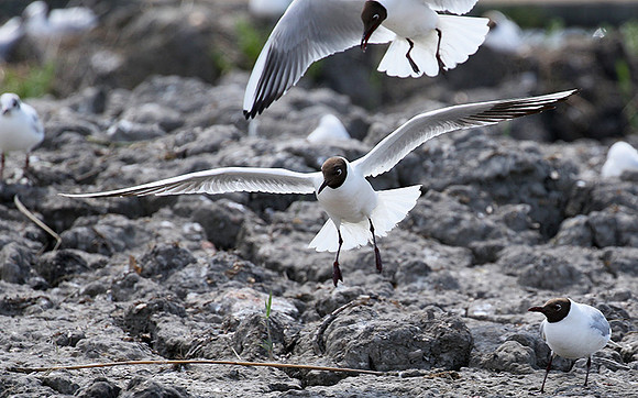 Black-headed gull - Camargue