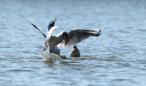 Black-headed gull - Camargue