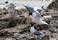 Black-headed gull - Camargue