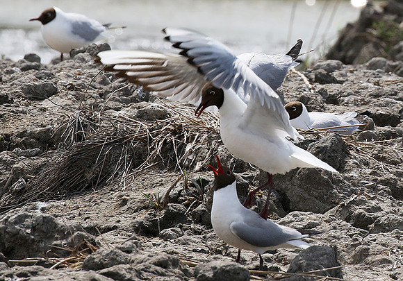 Black-headed gull - Camargue
