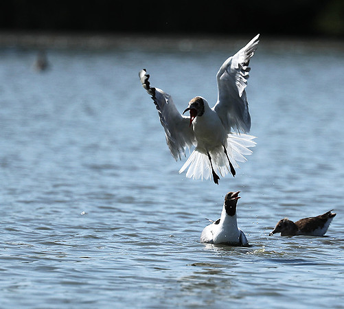 Black-headed gull - Camargue