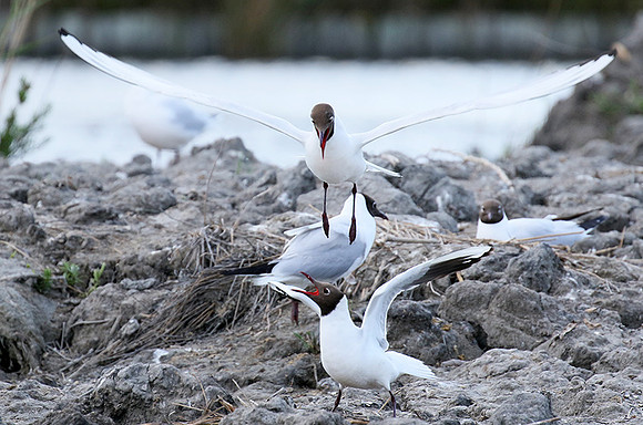 Black-headed gull - Camargue