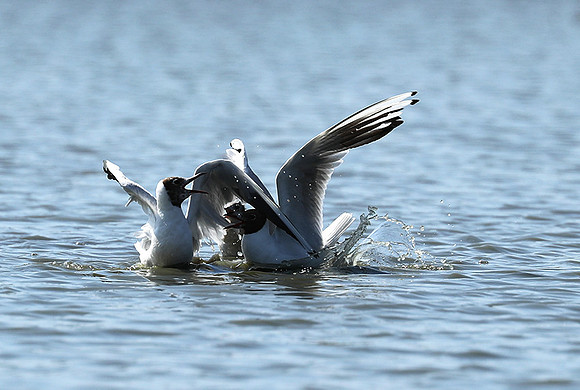 Black-headed gull - Camargue